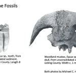 Ohio's Fossil Record - Pleistocene fossils