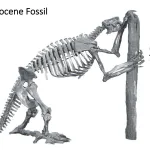 Ohio's Fossil Record - Pleistocene fossils