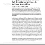 Cambrian siliceous sponge