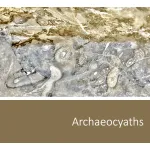 Archaeocyaths 1600x900