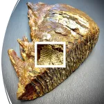 Bryozoan on mammoth tooth 1600xx900