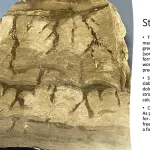 Stromatolites 1600x900