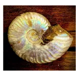 Ammonite 1600x900