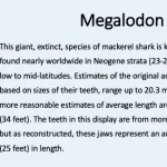 Megalodon description