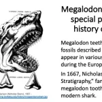 Megalodon teeth - history