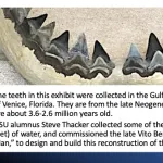 Megalodon teeth collected in Florida