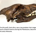 Dire wolf skull