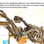 Megalonyx skeleton