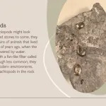 Brachiopods