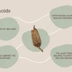 Crinoids