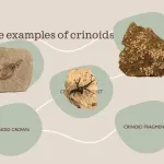 More examples of crinoids