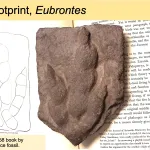 Dinosaur footprint