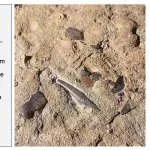Bone bed