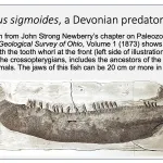 Onychodus sigmoides