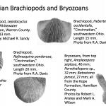 Ohio's Fossil Record - Ordovician fossils