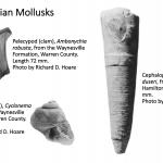 Ohio's Fossil Record - Ordovician fossils