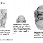 Ohio's Fossil Record - Silurian fossils