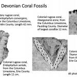 Ohio's Fossil Record - Devonian fossils