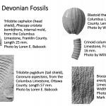 Ohio's Fossil Record - Devonian fossils