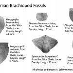 Ohio's Fossil Record - Devonian fossils