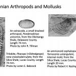 Ohio's Fossil Record - Devonian fossils