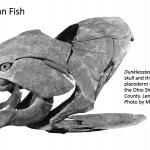 Ohio's Fossil Record - Devonian fossils