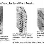 Ohio's Fossil Record - Carboniferous fossils