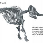 Ohio's Fossil Record - Pleistocene fossils