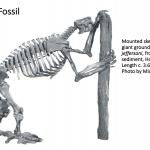 Ohio's Fossil Record - Pleistocene fossils