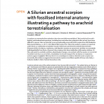 Silurian ancestral scorpion