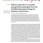 Cambrian siliceous sponge