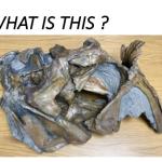 Antarctic dinosaur skull