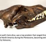 Dire wolf skull