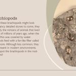 Brachiopods