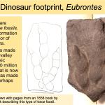 Dinosaur footprint