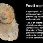 Fossil cephalopod