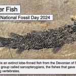 Lobe-fin fish fossil