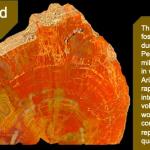 Petrified wood